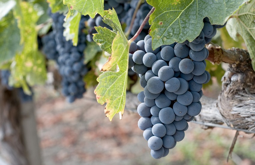 Le eccellenze del territorio – il Primitivo di Manduria