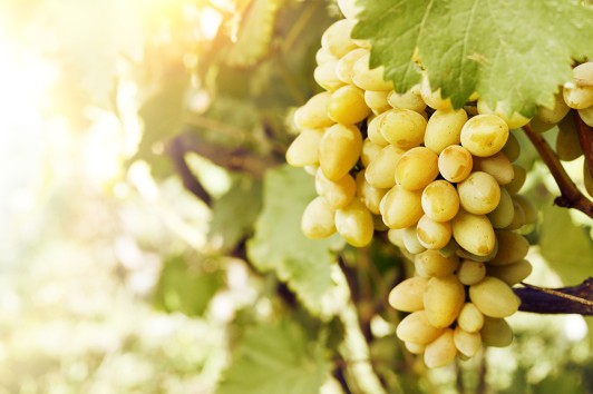 L’uva simbolo di prosperità